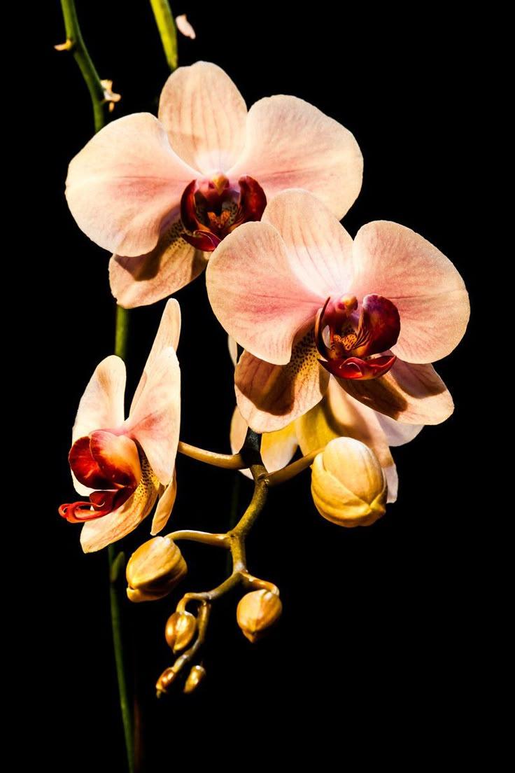 Enchanted Garden Blossom Array